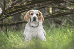 Beagle-Mischling