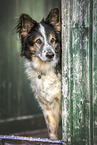Schferhund-Mischling