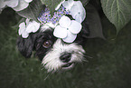 Shih-Tzu-Mischling