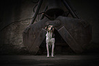 Bracke-Mischling