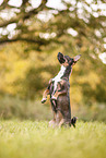 Terrier-Mischling Hndin