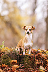 Chihuahua-Mischling im Herbst