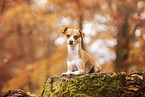 Chihuahua-Mischling im Herbst