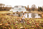 Chihuahua-Mischling im Herbst