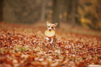 Chihuahua-Mischling im Herbst