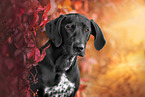 Dalmatiner-Rhodesian-Ridgeback Portrait