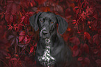 Dalmatiner-Rhodesian-Ridgeback Portrait