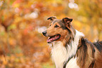 Mischling im Herbst