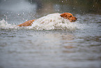 Magyar-Vizsla-Mischling