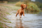 Magyar-Vizsla-Mischling