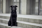 Border-Collie-Schferhund Rde