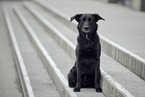 Border-Collie-Schferhund Rde