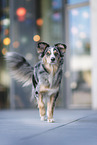 Australian-Shepherd-Border-Collie