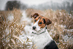 Beagle-Mischling