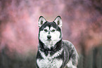 Husky-Mischling im Frhling