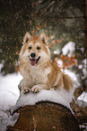 Samojede-Mischling im Winter