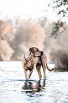 Rhodesian-Ridgeback-Mischling Hndin