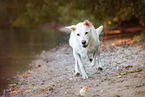 Labrador-Retriever-Schferhund Rde