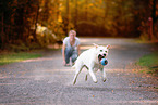 Labrador-Retriever-Schferhund im Herbst