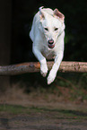 Labrador-Retriever-Schferhund Rde
