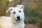 Labrador-Retriever-Schferhund Rde