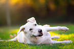 Labrador-Retriever-Schferhund im Herbst