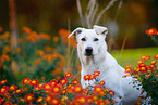 Labrador-Retriever-Schferhund Rde