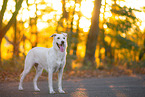 Labrador-Retriever-Schferhund im Herbst