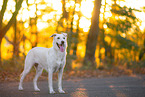 Labrador-Retriever-Schferhund im Herbst