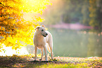 Labrador-Retriever-Schferhund im Herbst