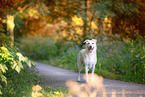 Labrador-Retriever-Schferhund im Herbst