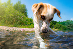 Mischling im Wasser