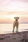 Labrador-Retriever-Mischling im Sonnenuntergang