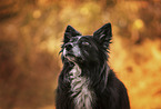 Border-Collie-Mischling Hndin