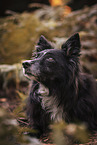Border-Collie-Mischling Hndin