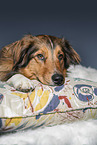 liegender Australian-Shepherd-Mix