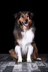 sitzender Australian-Shepherd-Mix
