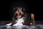 liegender Australian-Shepherd-Mix