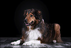 liegender Australian-Shepherd-Mix