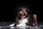 liegender Australian-Shepherd-Mix
