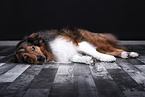 liegender Australian-Shepherd-Mix