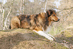 liegender Australian-Shepherd-Mix