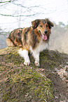 liegender Australian-Shepherd-Mix