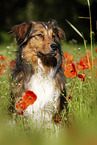 Australian-Shepherd-Mix auf Mohnwiese