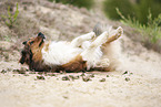 Australian-Shepherd-Mix wlzt sich im Sand