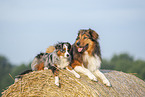 Australian-Shepherd-Mix und Miniature Australian Shepherd