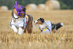 Australian-Shepherd-Mix und Miniature Australian Shepherd