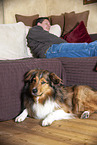 Australian-Shepherd-Mix