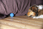 Australian-Shepherd-Mix spielt mit Ball
