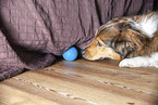 Australian-Shepherd-Mix spielt mit Ball